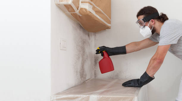 Professional Mold Removal technician working in West Roxbury, MA