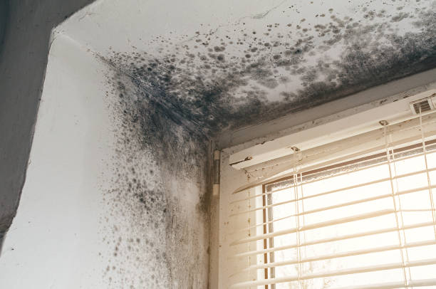 Affordable Mold Removal solutions in West Roxbury, MA